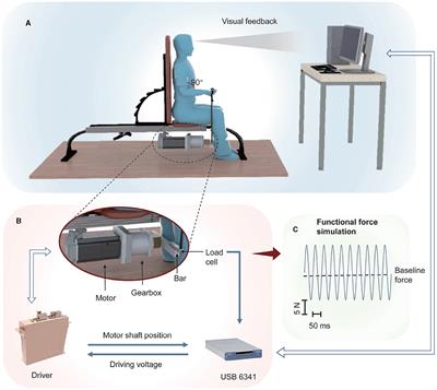 Functional force stimulation alters motor neuron discharge patterns
